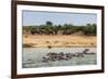 Hippopotamus (Hippopotamus Amphibious) Group Bathing with a Group of Elephants Standing in the Back-Michael Runkel-Framed Photographic Print
