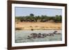 Hippopotamus (Hippopotamus Amphibious) Group Bathing with a Group of Elephants Standing in the Back-Michael Runkel-Framed Photographic Print