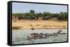 Hippopotamus (Hippopotamus Amphibious) Group Bathing with a Group of Elephants Standing in the Back-Michael Runkel-Framed Stretched Canvas