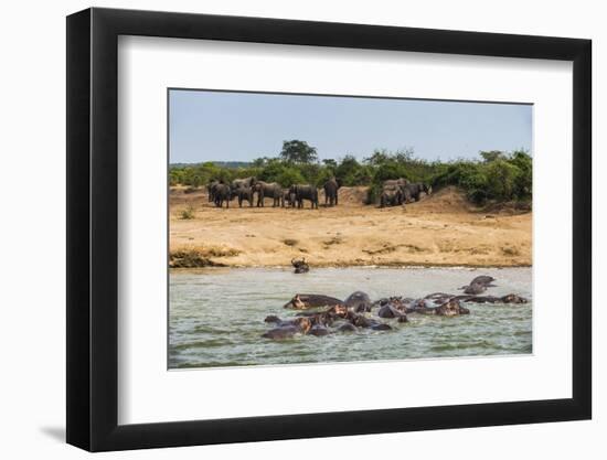 Hippopotamus (Hippopotamus Amphibious) Group Bathing with a Group of Elephants Standing in the Back-Michael Runkel-Framed Photographic Print