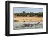 Hippopotamus (Hippopotamus Amphibious) Group Bathing with a Group of Elephants Standing in the Back-Michael Runkel-Framed Photographic Print