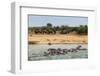 Hippopotamus (Hippopotamus Amphibious) Group Bathing with a Group of Elephants Standing in the Back-Michael Runkel-Framed Photographic Print