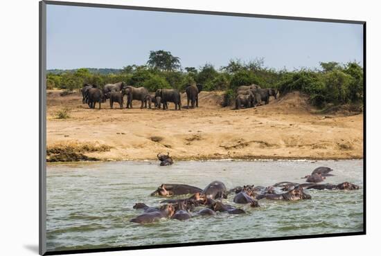 Hippopotamus (Hippopotamus Amphibious) Group Bathing with a Group of Elephants Standing in the Back-Michael Runkel-Mounted Photographic Print