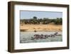 Hippopotamus (Hippopotamus Amphibious) Group Bathing with a Group of Elephants Standing in the Back-Michael Runkel-Framed Premium Photographic Print