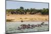 Hippopotamus (Hippopotamus Amphibious) Group Bathing with a Group of Elephants Standing in the Back-Michael Runkel-Mounted Premium Photographic Print