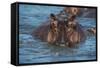 Hippopotamus (Hippopotamus Amphibious), Murchison Falls National Park, Uganda, East Africa, Africa-Michael Runkel-Framed Stretched Canvas