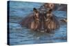 Hippopotamus (Hippopotamus Amphibious), Murchison Falls National Park, Uganda, East Africa, Africa-Michael Runkel-Stretched Canvas