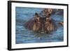 Hippopotamus (Hippopotamus Amphibious), Murchison Falls National Park, Uganda, East Africa, Africa-Michael Runkel-Framed Photographic Print