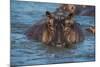 Hippopotamus (Hippopotamus Amphibious), Murchison Falls National Park, Uganda, East Africa, Africa-Michael Runkel-Mounted Photographic Print