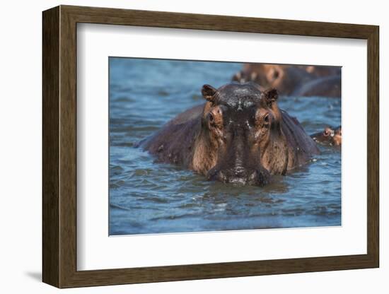 Hippopotamus (Hippopotamus Amphibious), Murchison Falls National Park, Uganda, East Africa, Africa-Michael Runkel-Framed Photographic Print