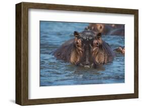 Hippopotamus (Hippopotamus Amphibious), Murchison Falls National Park, Uganda, East Africa, Africa-Michael Runkel-Framed Photographic Print
