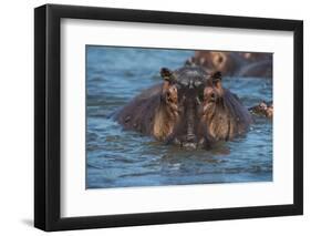 Hippopotamus (Hippopotamus Amphibious), Murchison Falls National Park, Uganda, East Africa, Africa-Michael Runkel-Framed Photographic Print