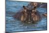 Hippopotamus (Hippopotamus Amphibious), Murchison Falls National Park, Uganda, East Africa, Africa-Michael Runkel-Mounted Photographic Print