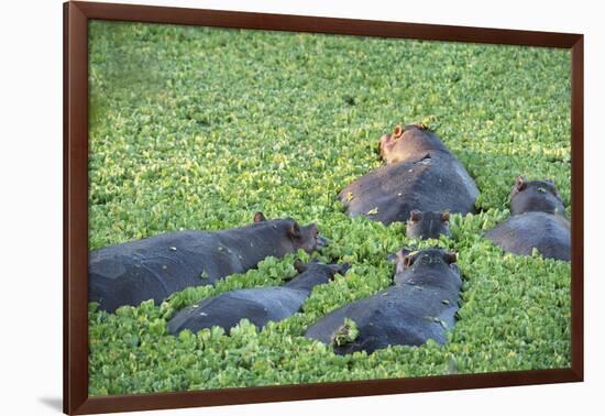 Hippopotamus (Hippopotamus Amphibious), Zambia, Africa-Janette Hill-Framed Photographic Print