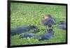 Hippopotamus (Hippopotamus Amphibious), Zambia, Africa-Janette Hill-Framed Photographic Print