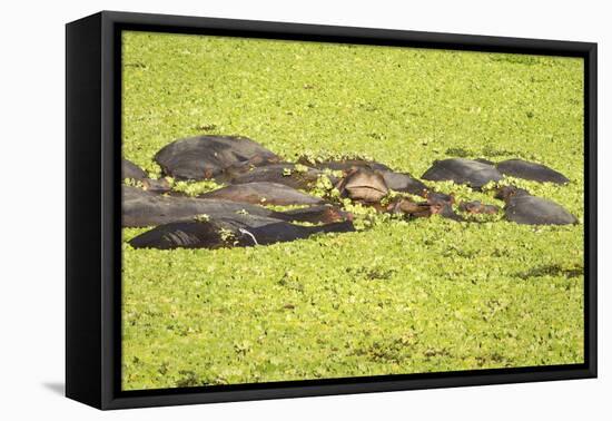 Hippopotamus (Hippopotamus Amphibious), Zambia, Africa-Janette Hill-Framed Stretched Canvas