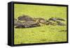 Hippopotamus (Hippopotamus Amphibious), Zambia, Africa-Janette Hill-Framed Stretched Canvas