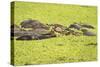 Hippopotamus (Hippopotamus Amphibious), Zambia, Africa-Janette Hill-Stretched Canvas