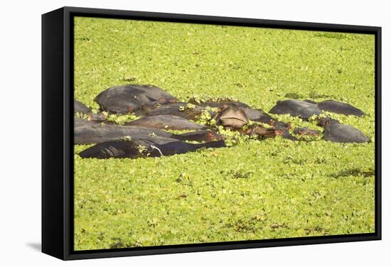 Hippopotamus (Hippopotamus Amphibious), Zambia, Africa-Janette Hill-Framed Stretched Canvas