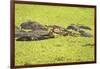 Hippopotamus (Hippopotamus Amphibious), Zambia, Africa-Janette Hill-Framed Photographic Print