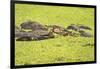 Hippopotamus (Hippopotamus Amphibious), Zambia, Africa-Janette Hill-Framed Photographic Print