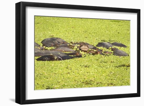 Hippopotamus (Hippopotamus Amphibious), Zambia, Africa-Janette Hill-Framed Photographic Print