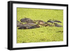 Hippopotamus (Hippopotamus Amphibious), Zambia, Africa-Janette Hill-Framed Photographic Print