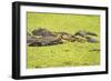 Hippopotamus (Hippopotamus Amphibious), Zambia, Africa-Janette Hill-Framed Photographic Print