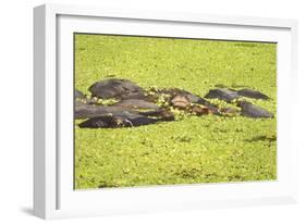 Hippopotamus (Hippopotamus Amphibious), Zambia, Africa-Janette Hill-Framed Photographic Print