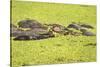 Hippopotamus (Hippopotamus Amphibious), Zambia, Africa-Janette Hill-Stretched Canvas