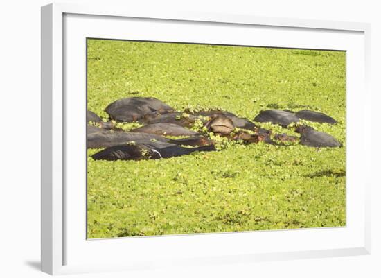 Hippopotamus (Hippopotamus Amphibious), Zambia, Africa-Janette Hill-Framed Photographic Print