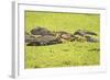 Hippopotamus (Hippopotamus Amphibious), Zambia, Africa-Janette Hill-Framed Photographic Print