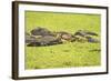 Hippopotamus (Hippopotamus Amphibious), Zambia, Africa-Janette Hill-Framed Photographic Print