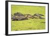 Hippopotamus (Hippopotamus Amphibious), Zambia, Africa-Janette Hill-Framed Photographic Print