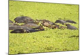 Hippopotamus (Hippopotamus Amphibious), Zambia, Africa-Janette Hill-Mounted Photographic Print