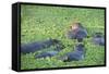 Hippopotamus (Hippopotamus Amphibious), Zambia, Africa-Janette Hill-Framed Stretched Canvas