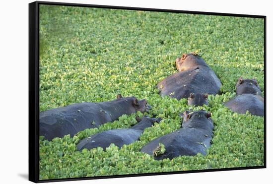 Hippopotamus (Hippopotamus Amphibious), Zambia, Africa-Janette Hill-Framed Stretched Canvas