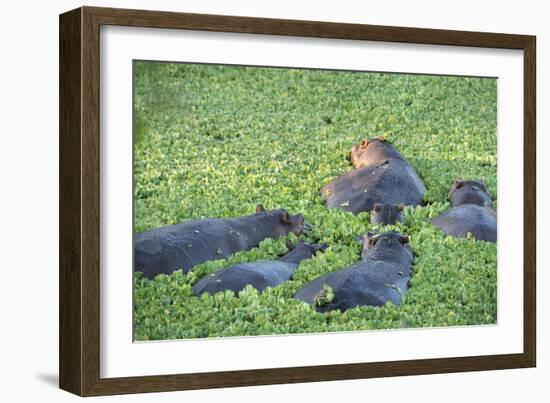 Hippopotamus (Hippopotamus Amphibious), Zambia, Africa-Janette Hill-Framed Photographic Print