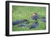 Hippopotamus (Hippopotamus Amphibious), Zambia, Africa-Janette Hill-Framed Photographic Print