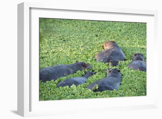 Hippopotamus (Hippopotamus Amphibious), Zambia, Africa-Janette Hill-Framed Photographic Print