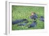 Hippopotamus (Hippopotamus Amphibious), Zambia, Africa-Janette Hill-Framed Photographic Print