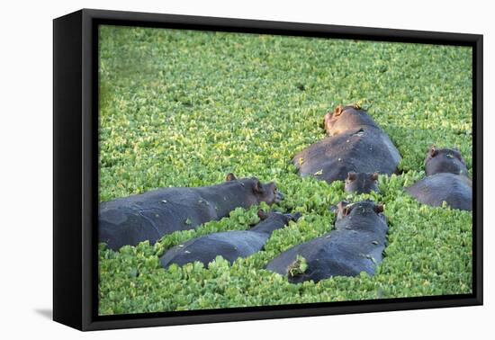 Hippopotamus (Hippopotamus Amphibious), Zambia, Africa-Janette Hill-Framed Stretched Canvas