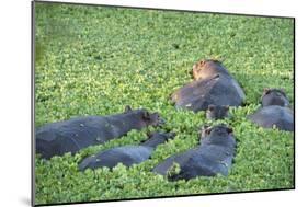 Hippopotamus (Hippopotamus Amphibious), Zambia, Africa-Janette Hill-Mounted Premium Photographic Print