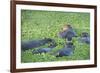 Hippopotamus (Hippopotamus Amphibious), Zambia, Africa-Janette Hill-Framed Photographic Print