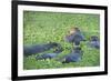 Hippopotamus (Hippopotamus Amphibious), Zambia, Africa-Janette Hill-Framed Photographic Print