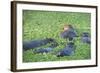 Hippopotamus (Hippopotamus Amphibious), Zambia, Africa-Janette Hill-Framed Photographic Print