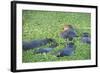 Hippopotamus (Hippopotamus Amphibious), Zambia, Africa-Janette Hill-Framed Photographic Print