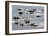 Hippopotamus (Hippopotamus Amphibious), Zambia, Africa-Janette Hill-Framed Photographic Print