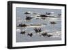 Hippopotamus (Hippopotamus Amphibious), Zambia, Africa-Janette Hill-Framed Photographic Print