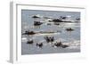 Hippopotamus (Hippopotamus Amphibious), Zambia, Africa-Janette Hill-Framed Photographic Print